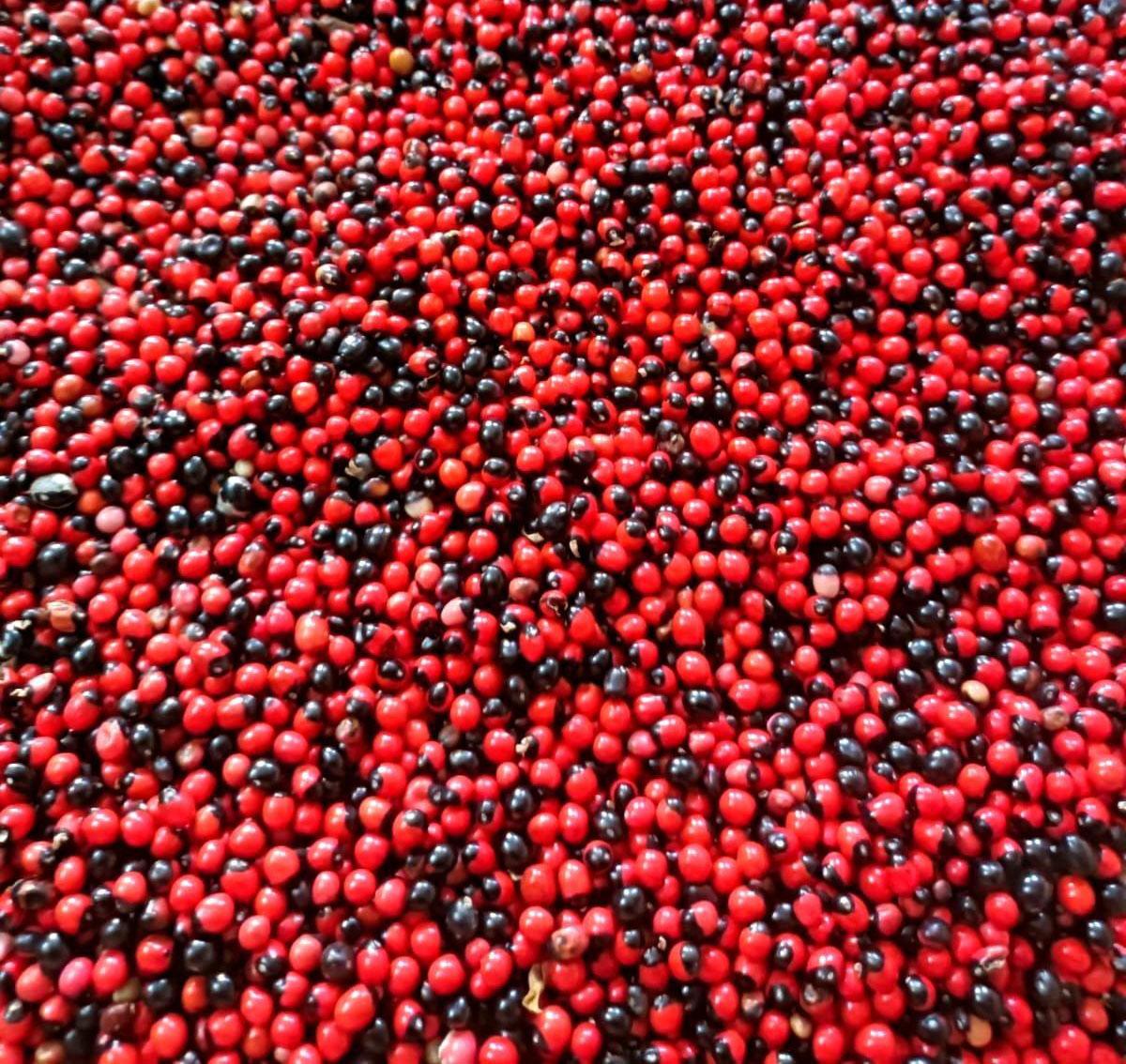 CHANOTHI SEED (GUNJA SEED) 