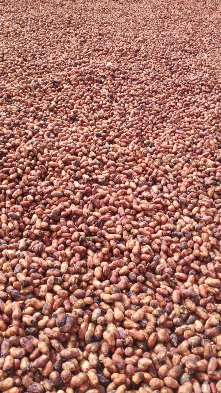 JAMUN SEED