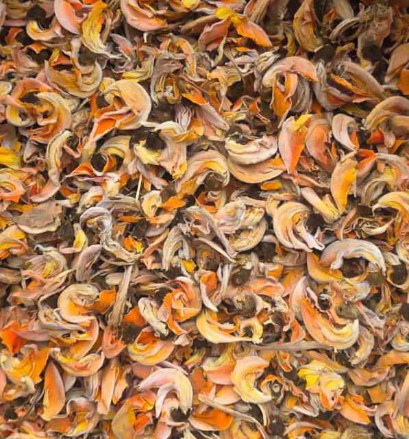 KESUDA PHOOL (PALASH FLOWER) 