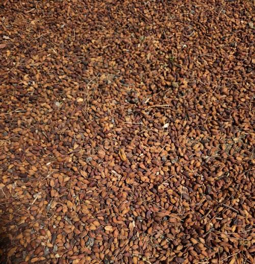 NEEM SEED (LIMBOLI)