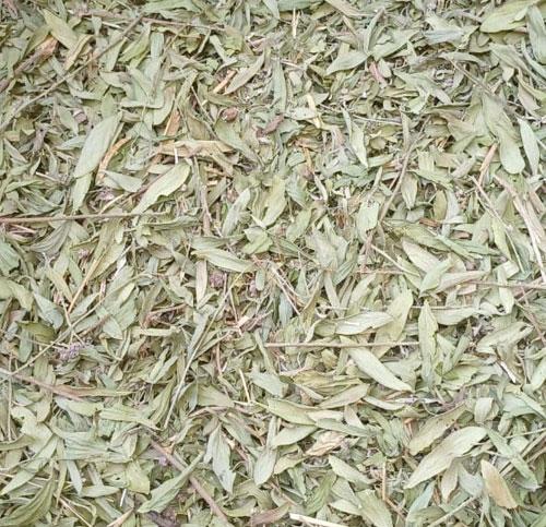 RASNA LEAVES 